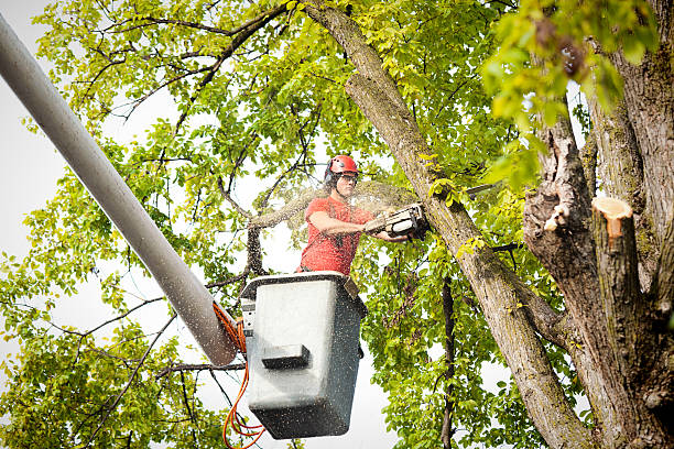 How Our Tree Care Process Works  in  Scotia, NY